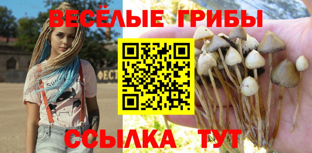 Грозный  Псилоцибиновые грибы Cubensis  Вход с VPN 